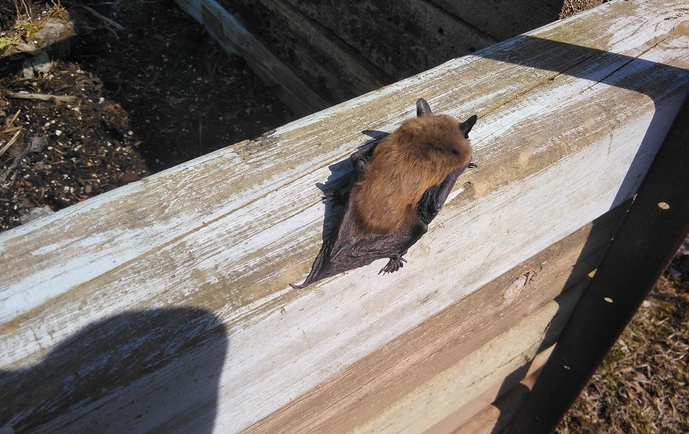 Cincinnati Bat Removal